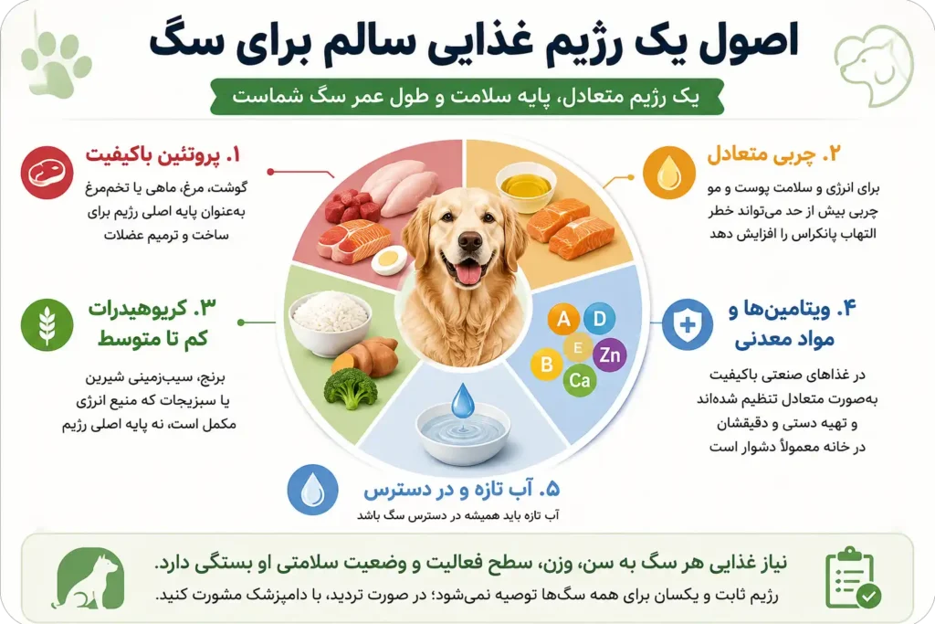 اینفوگرافی اصول رژیم غذایی سالم برای سگ
